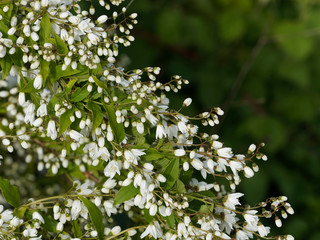 Floraison printanière du Deutzie ou deutzia grêle (Deutzia gracilis), arbuste ornemental aux grappes de fleurs étoilées et parfumées, blanche ou rose clair originaire d'Asie