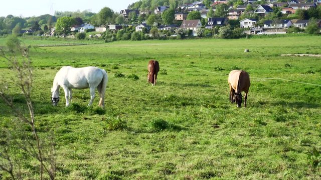 Furry domestic horses grazing in the countryside of Kolding Denmark, wide shot