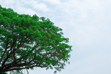 tree on background of blue sky