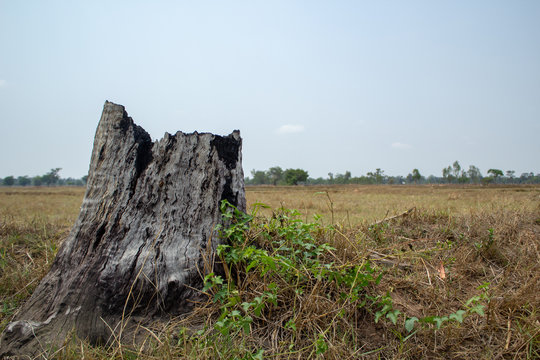 Old tree stump on the field