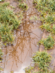 riflesso albero in pozza d'acqua