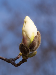 germoglio albero primavera