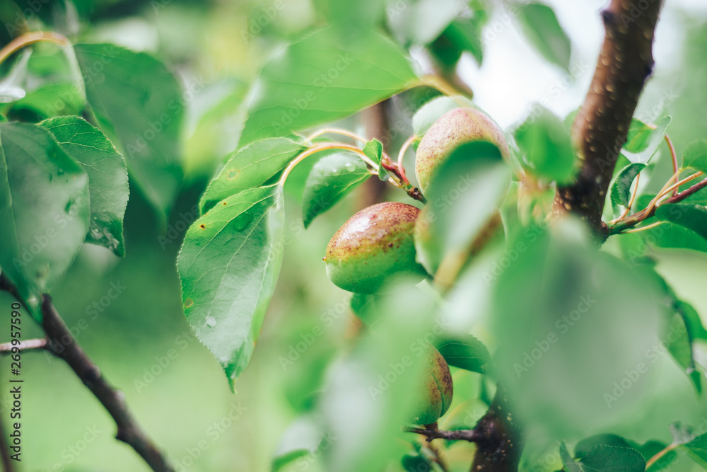 Poster close up green apricot on a tree.