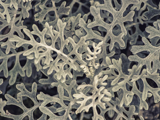 sfondo foglia cineraria