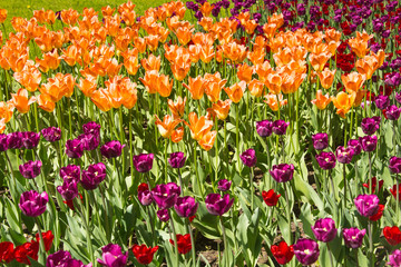 Tulip Festival