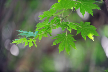 Fototapeta premium Fresh Green Spring Leaves 