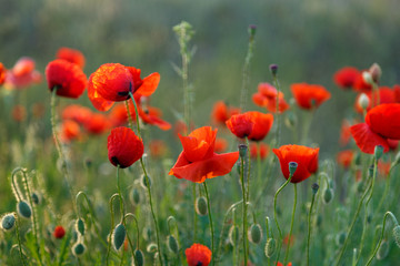 Beautiful red poppy flowers on a dark vegetative background.