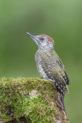 Wonderful portrait of Picus virdis juv. female (European green woodpecker)