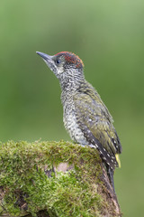 Wonderful portrait of Picus virdis juv. female (European green woodpecker)