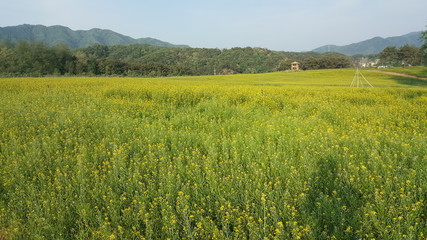 Fototapeta premium 유채꽃