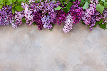 Close up of fresh fragrant pink and violet lilac flowers on background.
