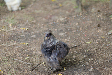 chicken in the coop, hen at farm

