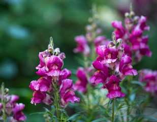 Bright snapdragon flowers