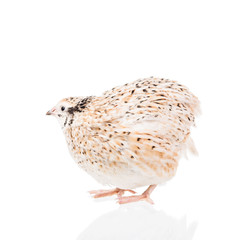 Cute adult quail