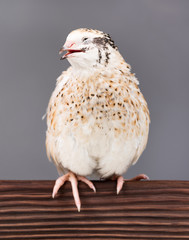 Cute adult quail