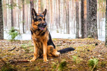Dog German Shepherd in the forest in an early spring