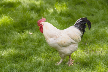 Naklejka na ściany i meble big white rooster on green grass meadow.