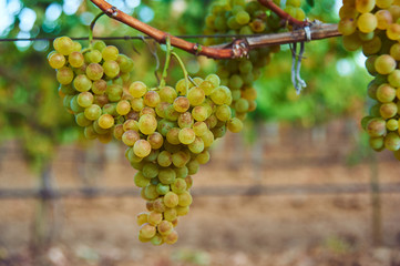 bunch of green grape at vine. outdoor country scene. harvesting season concept