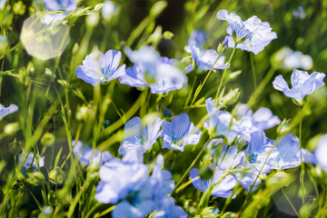 champ de lin en fleur au printemps