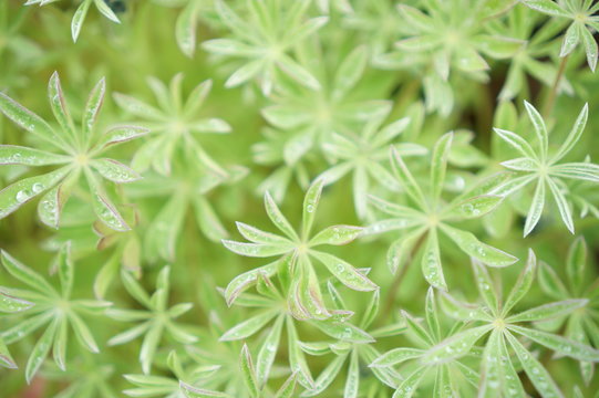 緑の植物