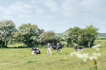 vache se reposant dans la pâture