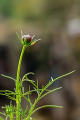 The starburst flowers are not yet blooming.
