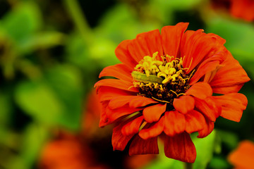The worm is eating the pollen of the flower.