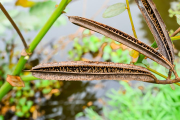 Pods with seeds of Candle Bush