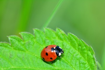 Roter Marienkäfer auf grünem Blatt mit viel Textfreiraum