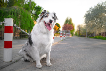 Happy purebred Australian Shepherd dog  sit smiling with the tongue, the road is not against the background of green trees and home