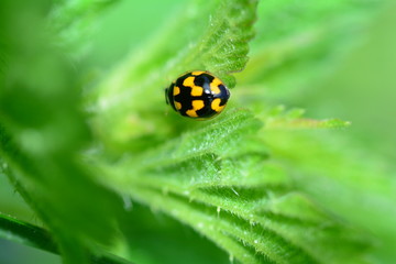 Schwarz - gelber Marienkäfer in freier Natur auf grünem Blatt
