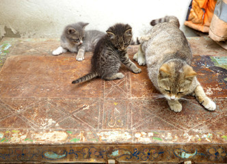 Homeless kittens with mom