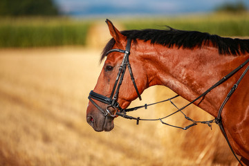 Horse, in portraits, close up head eye in summer in the wild..