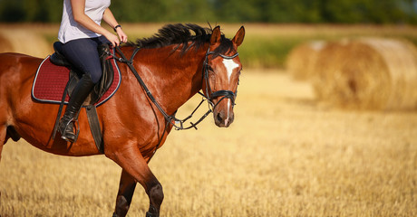 Horse in portraits with rider on a stubble field after harvest in summer..