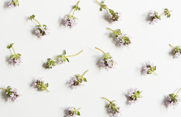 Floral, pattern, botanical composition. Pink thyme flowers isolated on white table background. Styled stock photo. Flat lay, top view.Flowers pattern texture.