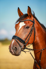 Horse, in portraits, close up head eye in summer in the wild..