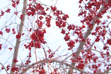 rowan tree in snow