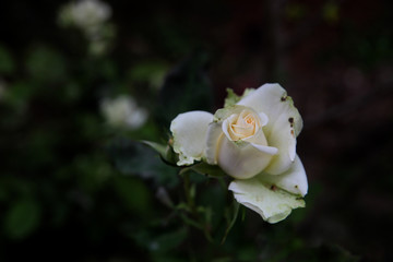 White rose on the branch in the garden