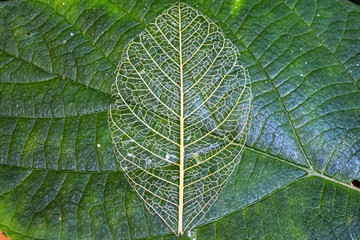 Hoja