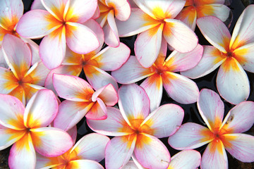 Obraz na płótnie Canvas Plumeria flowers with water drops on petals