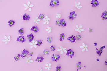 purple and white flowers on pink background