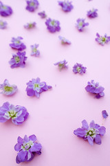Fototapeta na wymiar Violet flowers on pink background