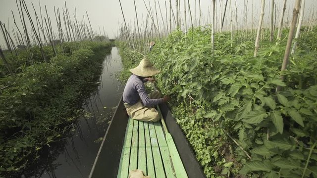 High Angle view of Burmese farmer pruning tomato plants on Inle Lake in Myanmar