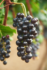 bunch of black grape at vine. ripe purple bunch. outdoor country scene. harvesting season concept.