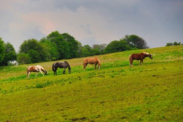 pferde auf einer wiese im erzgebirge