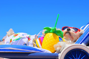 happy dog with sunglasses on the beach
