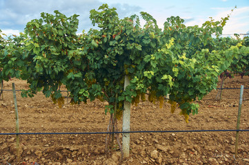 Fototapeta na wymiar vine tree with ripe yellow grape bunch in vineyard. grape bush in soil