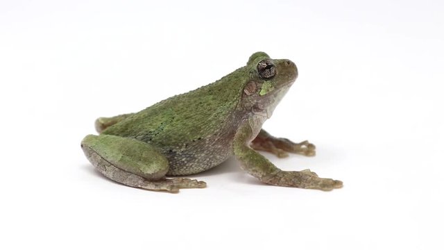 Gray Treefrog (Hyla versicolor) close up