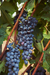 bunch of black grape at vine. ripe purple bunch. outdoor country scene. harvesting season concept.