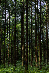 Fototapeta premium Cedrowy las